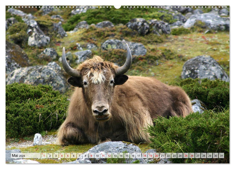 Yaks - sur les chemins pierreux (Calendrier mural CALVENDO 2024) 