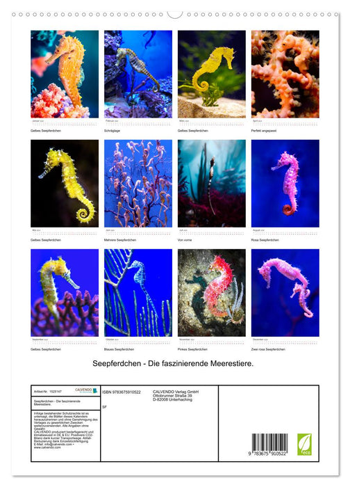 Hippocampes – Les fascinantes créatures marines. (Calendrier mural CALVENDO Premium 2024) 