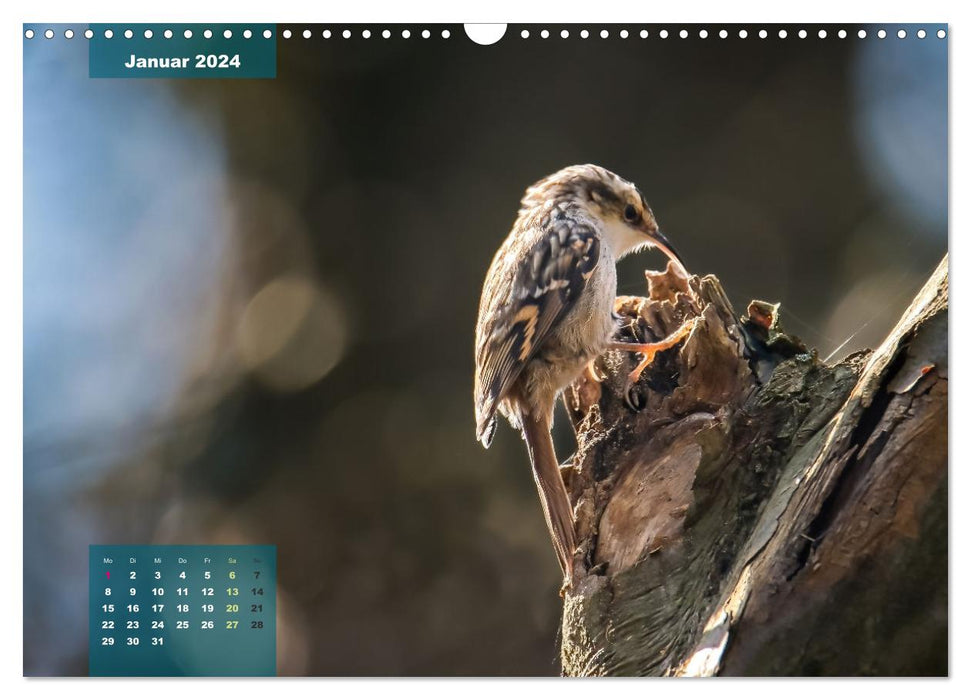 Gefiederte Vogelfreunde (CALVENDO Wandkalender 2024)