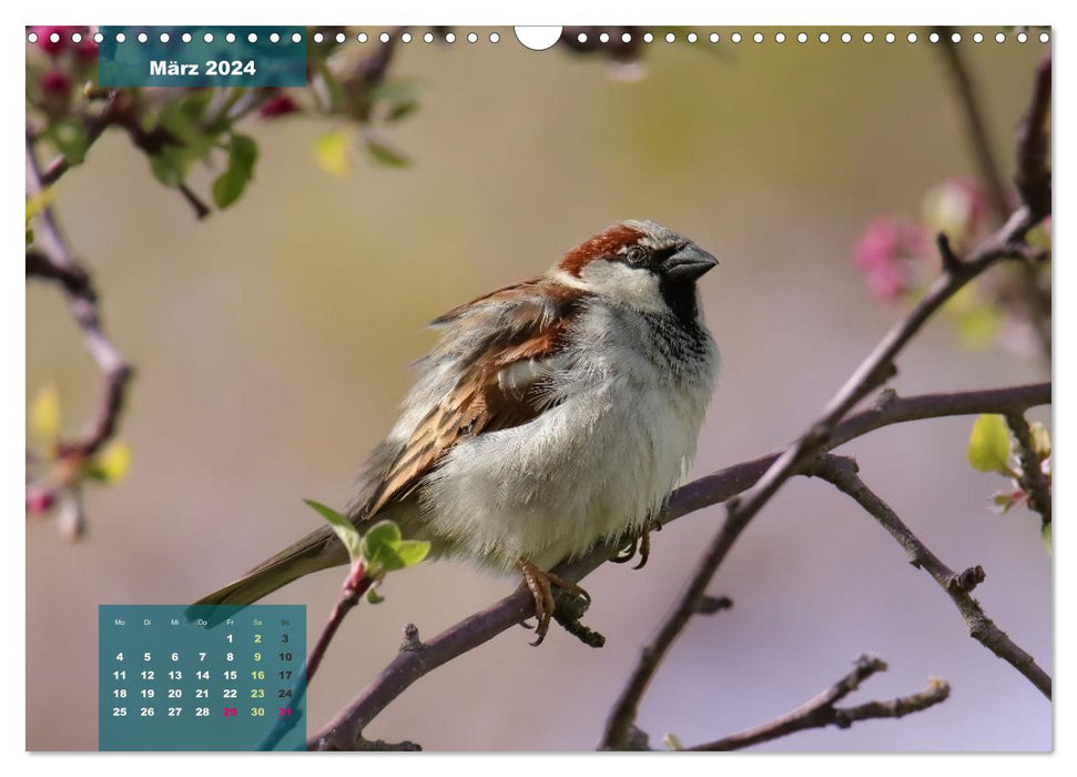 Amis oiseaux à plumes (Calendrier mural CALVENDO 2024) 