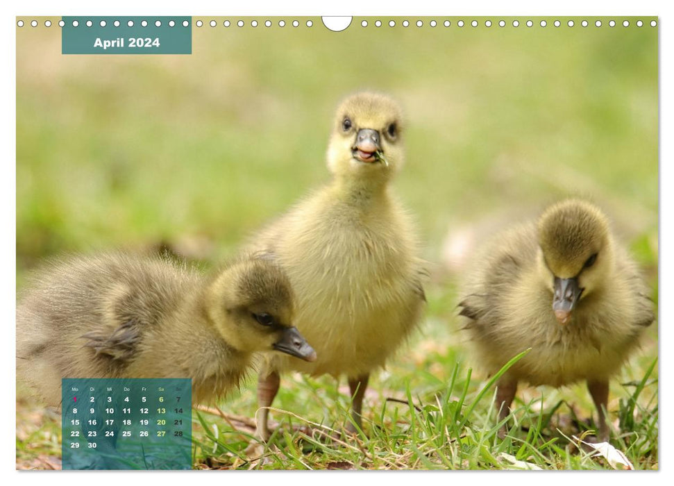 Amis oiseaux à plumes (Calendrier mural CALVENDO 2024) 