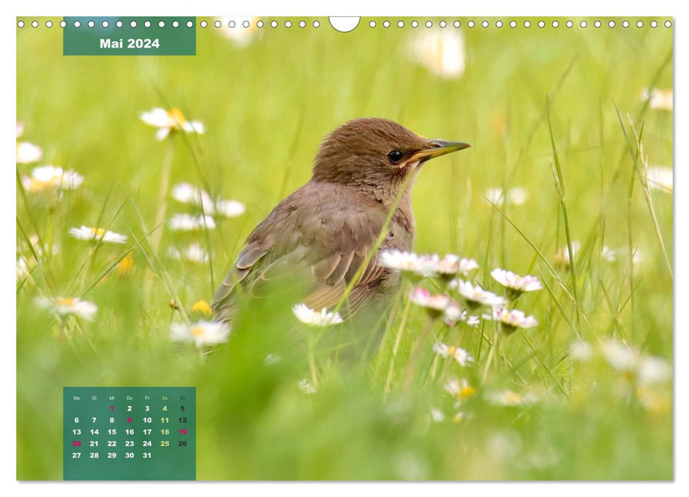 Amis oiseaux à plumes (Calendrier mural CALVENDO 2024) 