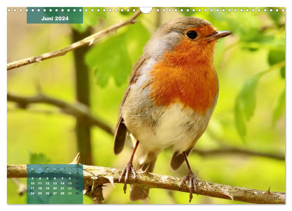 Amis oiseaux à plumes (Calendrier mural CALVENDO 2024) 