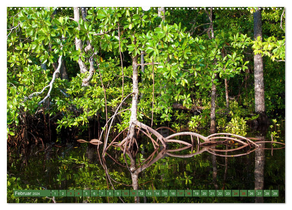 Mangroven - Natürlicher Küstenschutz (CALVENDO Premium Wandkalender 2024)