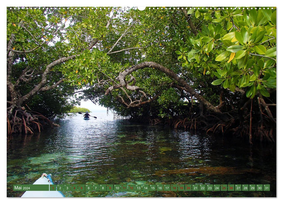 Mangroven - Natürlicher Küstenschutz (CALVENDO Wandkalender 2024)