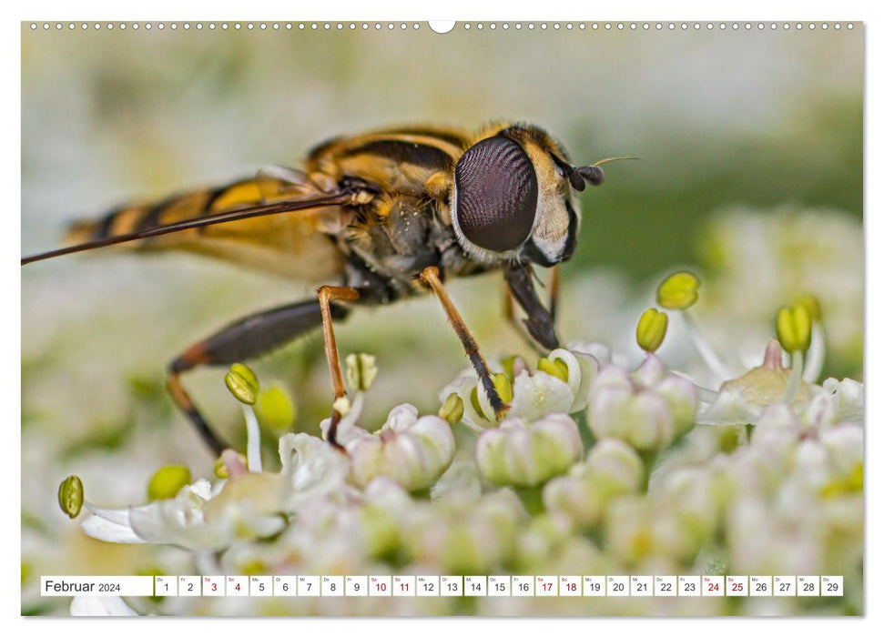 Ungeliebte Schönheiten - die faszinierende Welt unserer heimischen Fliegen (CALVENDO Premium Wandkalender 2024)