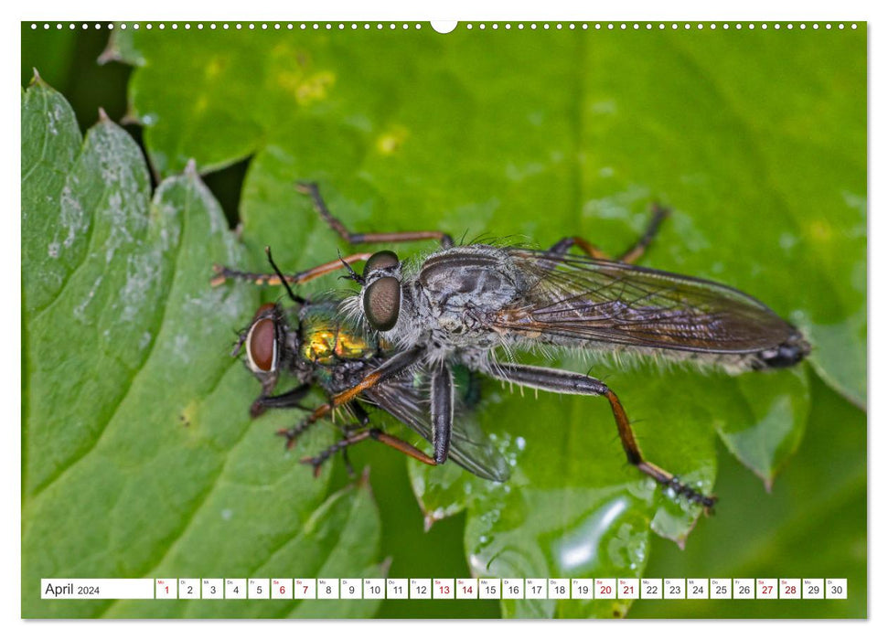 Beautés mal-aimées - le monde fascinant de nos mouches locales (Calendrier mural CALVENDO Premium 2024) 