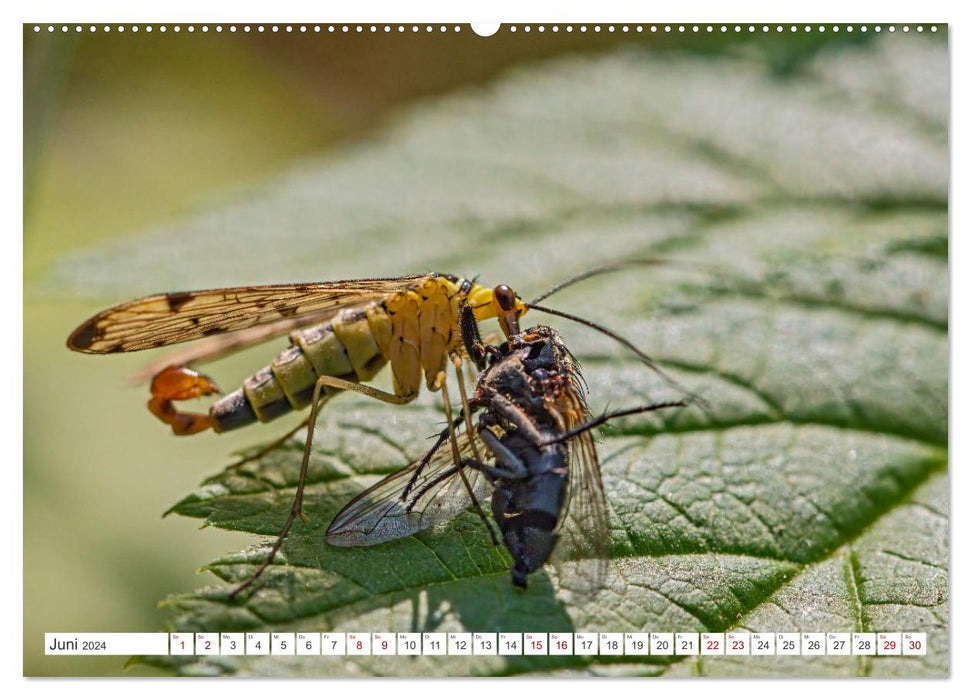 Beautés mal-aimées - le monde fascinant de nos mouches locales (Calendrier mural CALVENDO Premium 2024) 