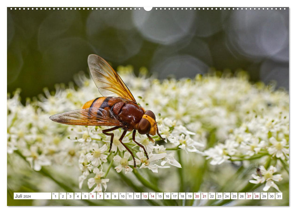 Ungeliebte Schönheiten - die faszinierende Welt unserer heimischen Fliegen (CALVENDO Premium Wandkalender 2024)