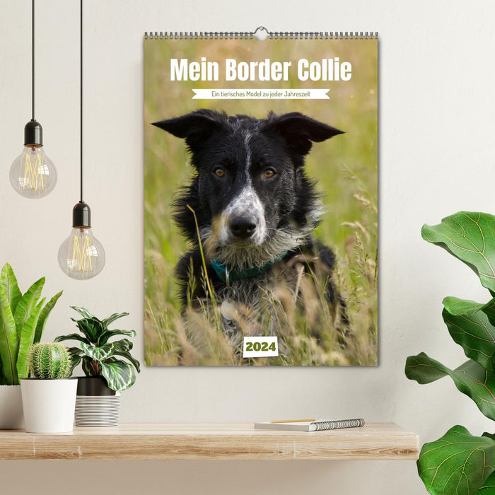 Mon Border Collie (Calendrier mural CALVENDO 2024) 