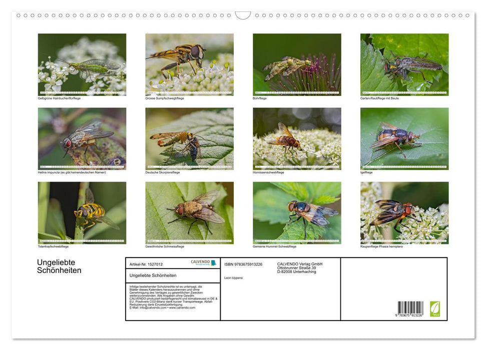 Ungeliebte Schönheiten - die faszinierende Welt unserer heimischen Fliegen (CALVENDO Wandkalender 2024)