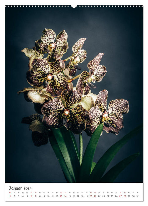 Orchideen Zauber (CALVENDO Premium Wandkalender 2024)
