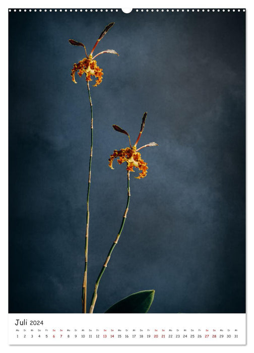Orchid Magic (CALVENDO Premium Wall Calendar 2024) 