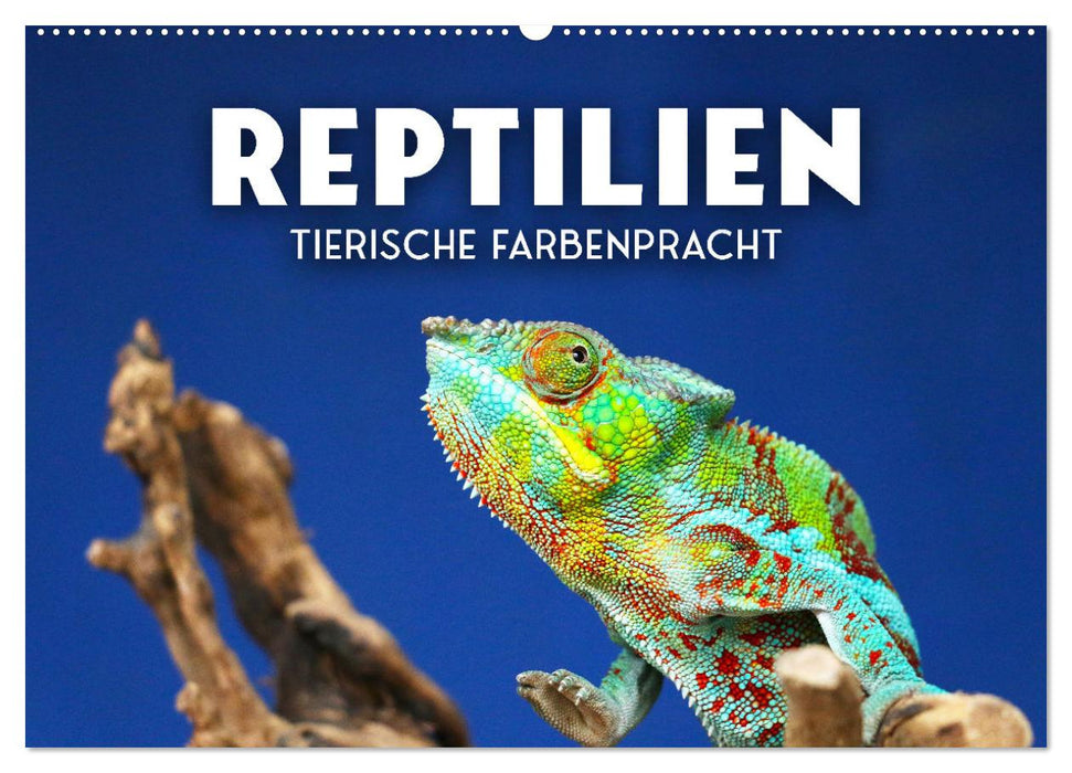 Reptilien - Tierische Farbenpracht (CALVENDO Wandkalender 2024)