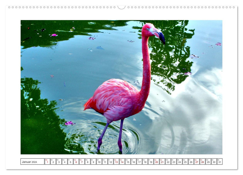 Pretty Flamingos in Cuba (CALVENDO wall calendar 2024) 