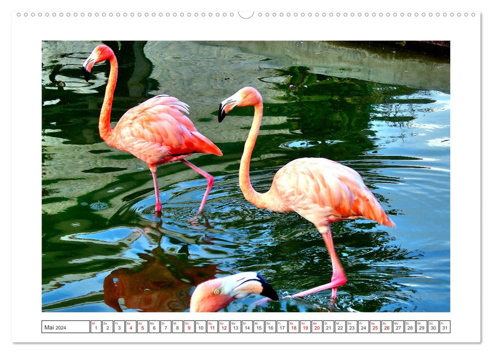 Pretty Flamingos in Cuba (CALVENDO wall calendar 2024) 