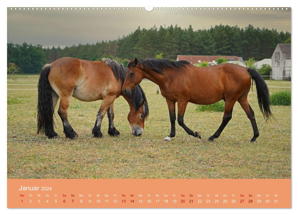 The fascination of horse friendship (CALVENDO Premium Wall Calendar 2024) 