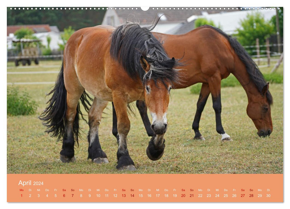 The fascination of horse friendship (CALVENDO Premium Wall Calendar 2024) 