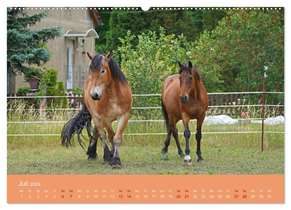Faszination Pferdefreundschaft (CALVENDO Premium Wandkalender 2024)