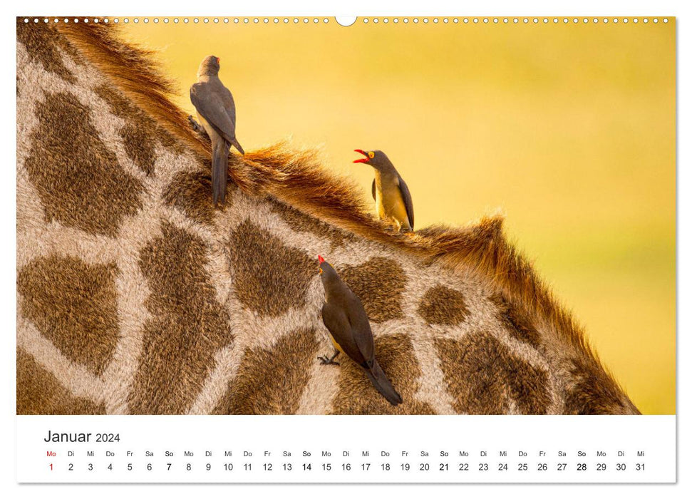 Botswana - Grandiose wilderness (CALVENDO wall calendar 2024) 