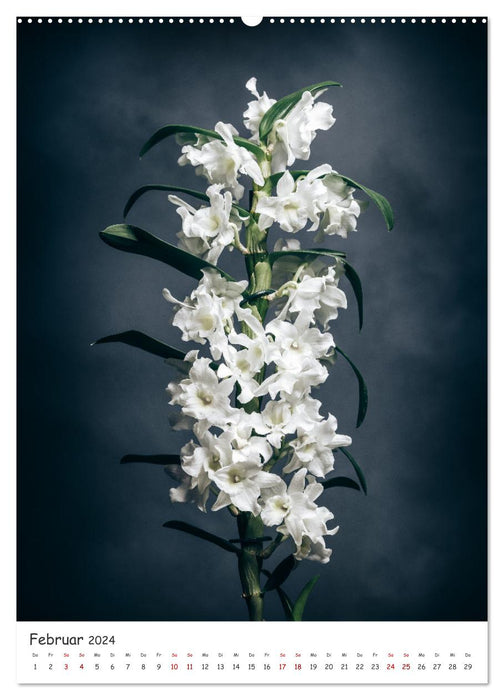 Magie des orchidées (Calendrier mural CALVENDO 2024) 