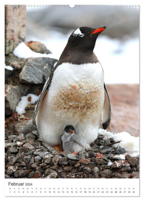 Mothers and their young (CALVENDO Premium Wall Calendar 2024) 