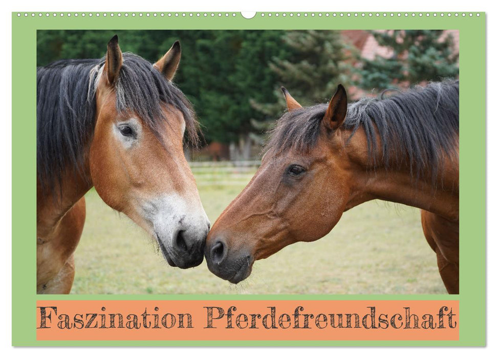 The fascination of horse friendship (CALVENDO wall calendar 2024) 