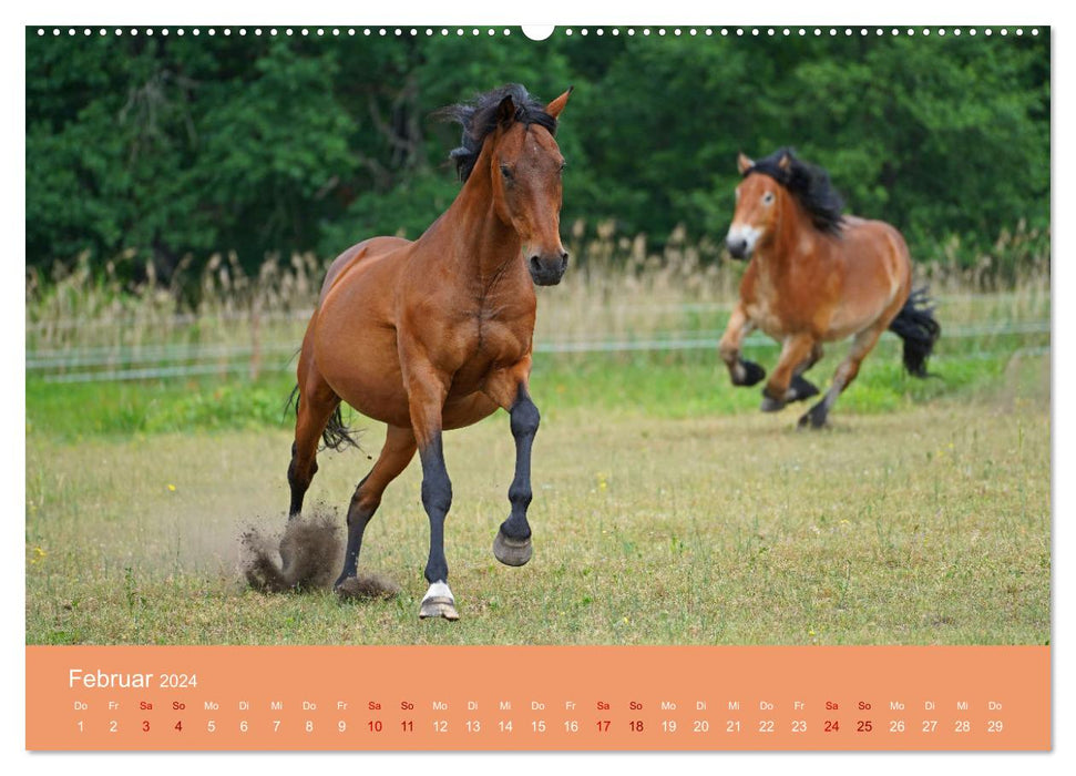 La fascination de l'amitié chevaline (Calendrier mural CALVENDO 2024) 