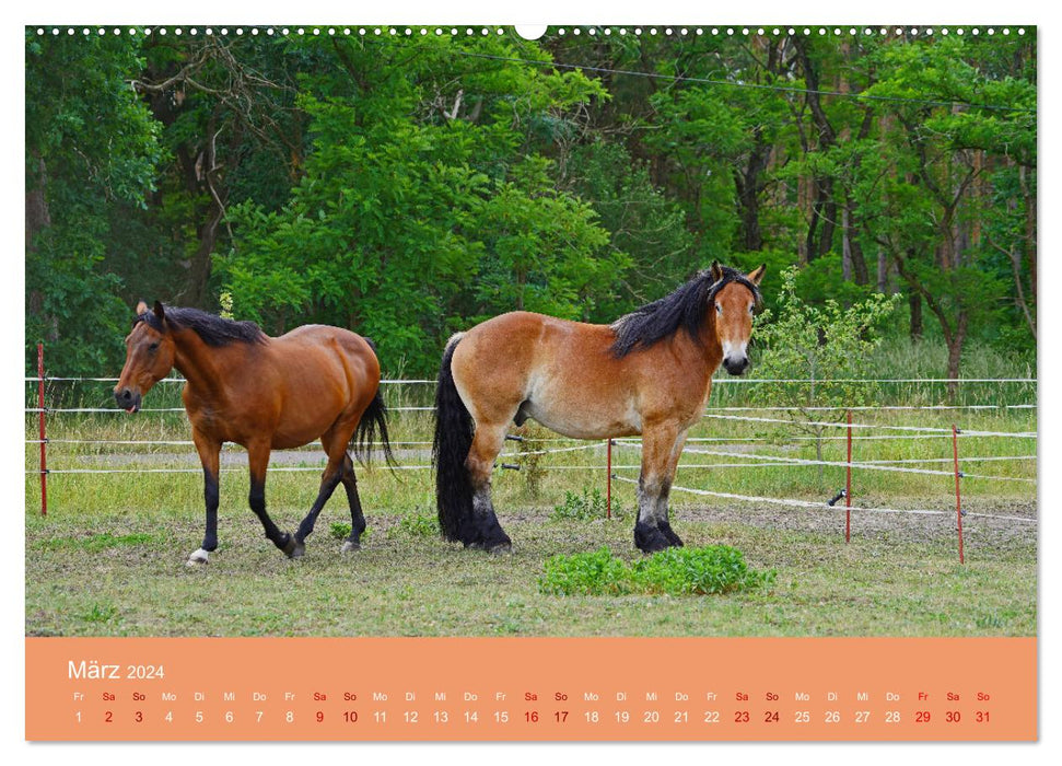 La fascination de l'amitié chevaline (Calendrier mural CALVENDO 2024) 