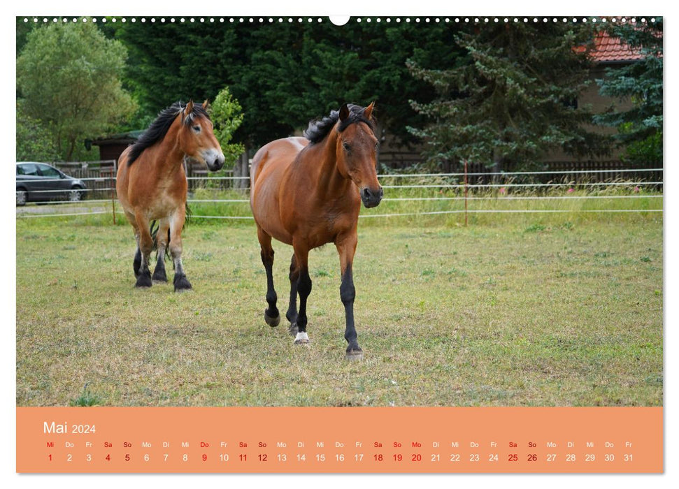 La fascination de l'amitié chevaline (Calendrier mural CALVENDO 2024) 