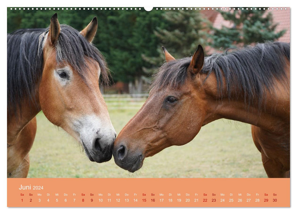 La fascination de l'amitié chevaline (Calendrier mural CALVENDO 2024) 