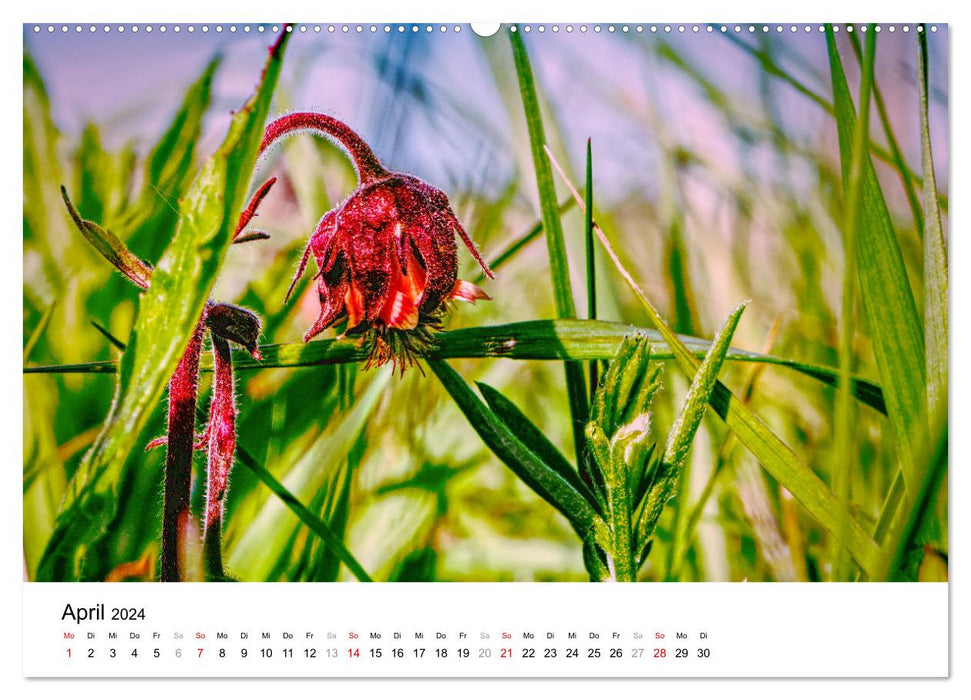 Dune moments - A day in the dunes of North Jutland (CALVENDO wall calendar 2024) 