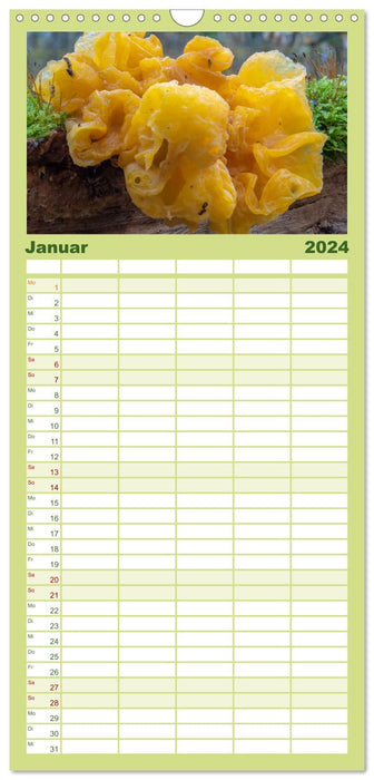 Champignons dans les forêts d'automne (Agenda familial CALVENDO 2024) 