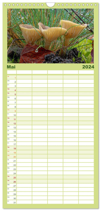 Pilze in den Herbstwäldern (CALVENDO Familienplaner 2024)