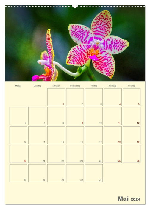 Orchidées papillons en haute dynamique (Calendrier mural CALVENDO Premium 2024) 