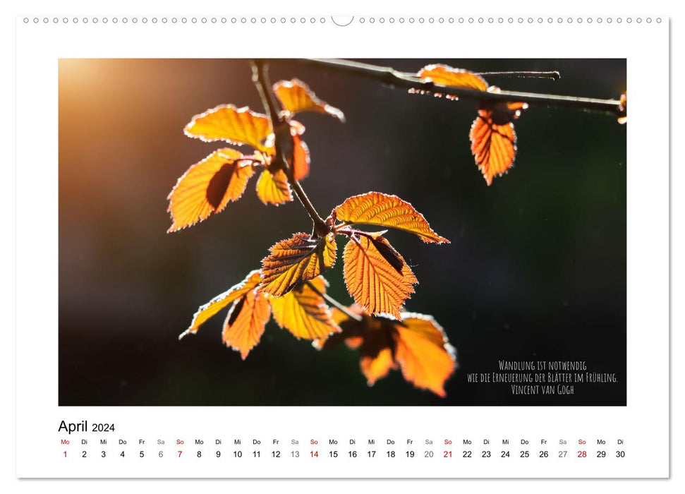 Blätterreigen (CALVENDO Premium Wandkalender 2024)