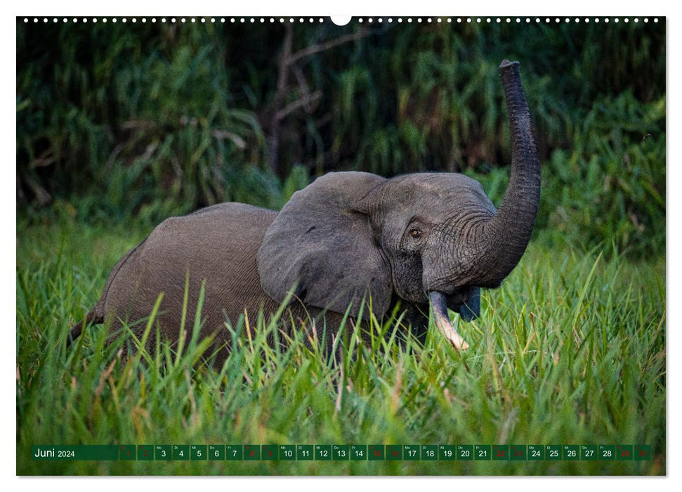 CONGO - the dark heart of Africa (CALVENDO wall calendar 2024) 