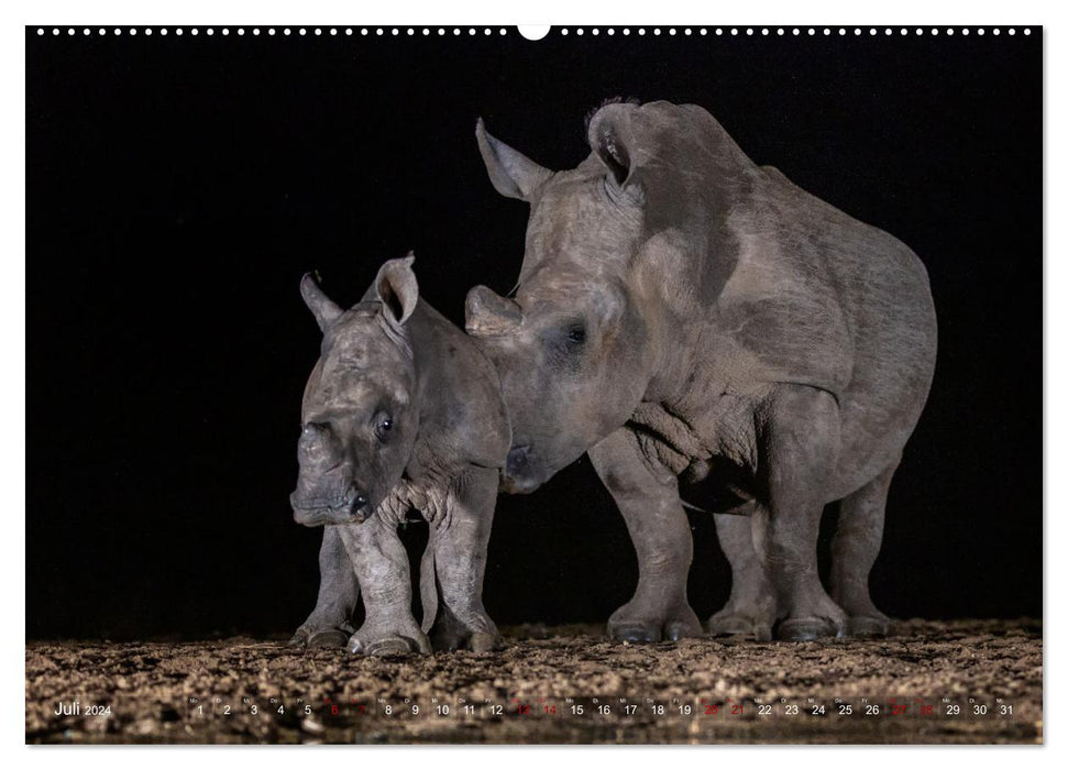 Südafrika wunderbare Tierwelt (CALVENDO Premium Wandkalender 2024)