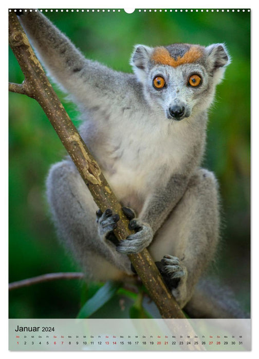MADAGASKAR: Baobabs, Lemuren, Naturwunder (CALVENDO Premium Wandkalender 2024)