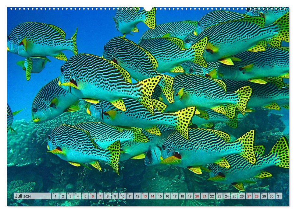 Abenteuer Riff - bunte Unterwasserwelt (CALVENDO Premium Wandkalender 2024)