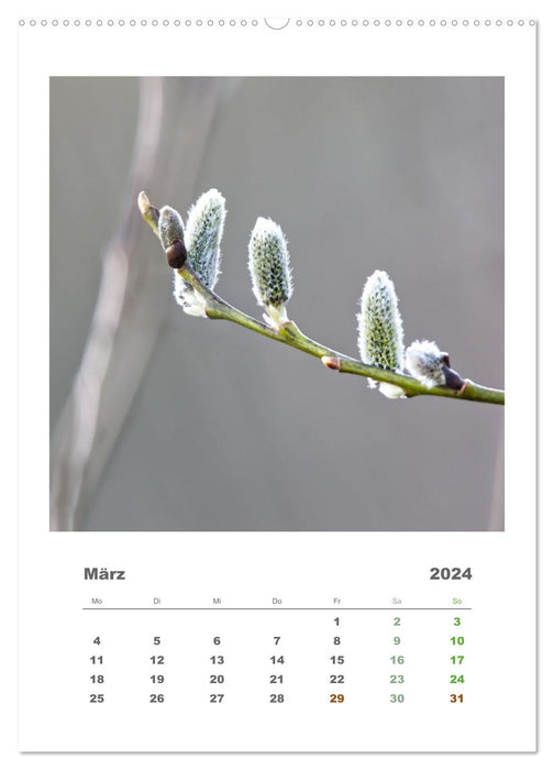 Minimalistisch, Gräser, Blüten, Blätter und Zweige im Fokus (CALVENDO Wandkalender 2024)