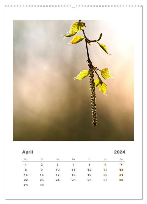 Minimalistisch, Gräser, Blüten, Blätter und Zweige im Fokus (CALVENDO Wandkalender 2024)