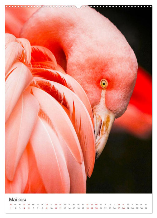 Flamingos in rosa Federpracht. (CALVENDO Wandkalender 2024)