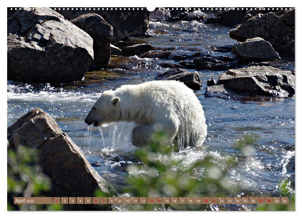 Wilde Bärenwelt (CALVENDO Premium Wandkalender 2024)