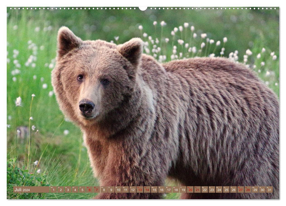 Wilde Bärenwelt (CALVENDO Premium Wandkalender 2024)