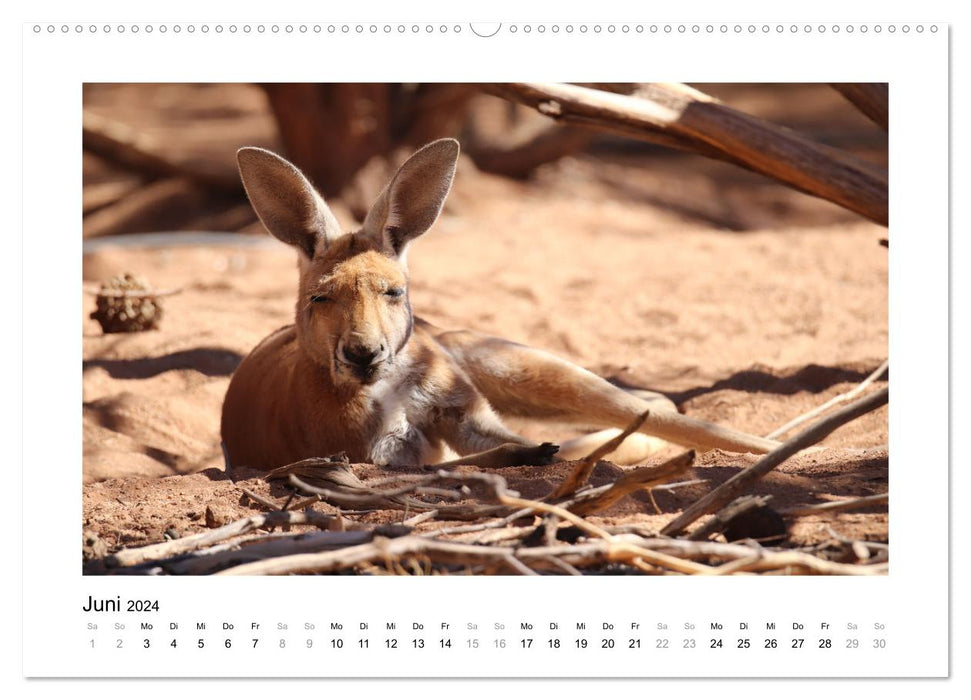 Traumziel Australien - Faszinierende Tierwelt 2024 (CALVENDO Premium Wandkalender 2024)