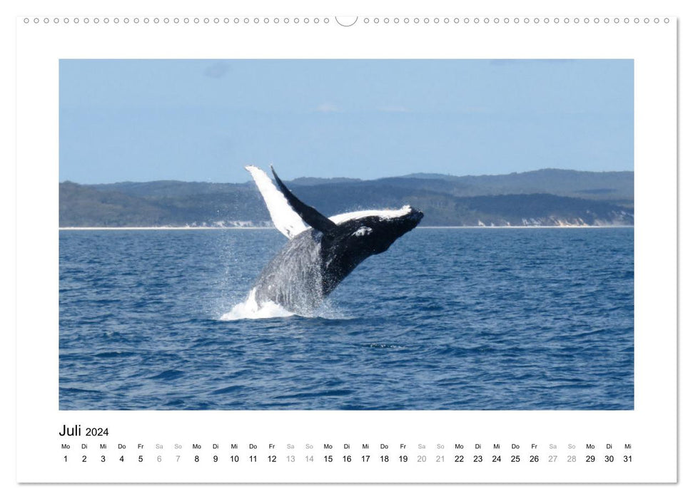 Traumziel Australien - Faszinierende Tierwelt 2024 (CALVENDO Premium Wandkalender 2024)