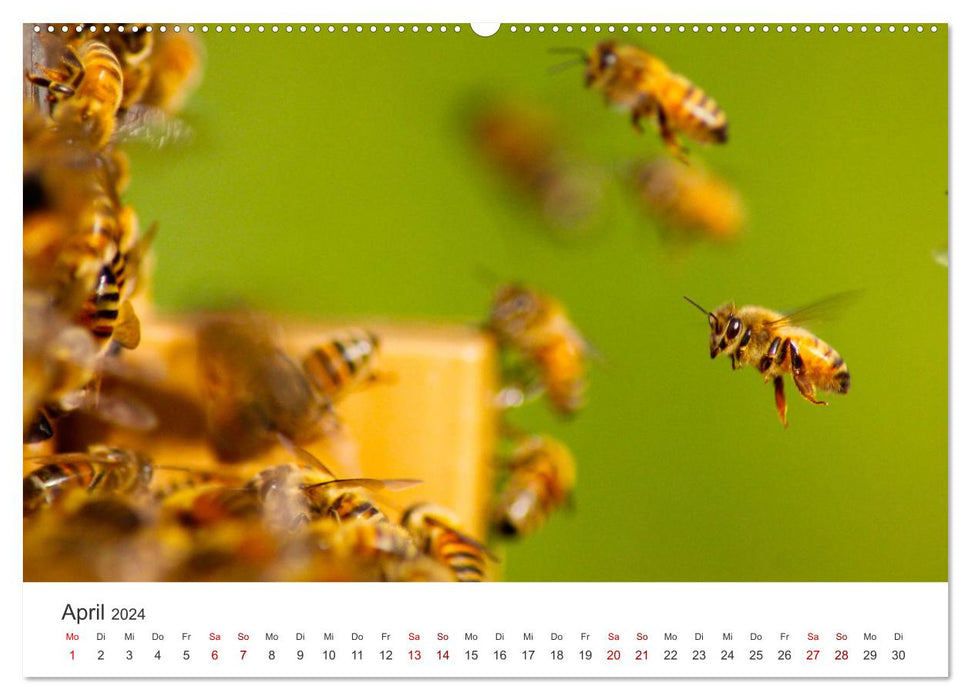 Bienen - Die fleißigen Tierchen die den Honig herstellen. (CALVENDO Wandkalender 2024)