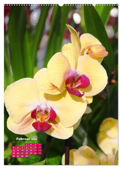 Orchideenschätze (CALVENDO Premium Wandkalender 2024)