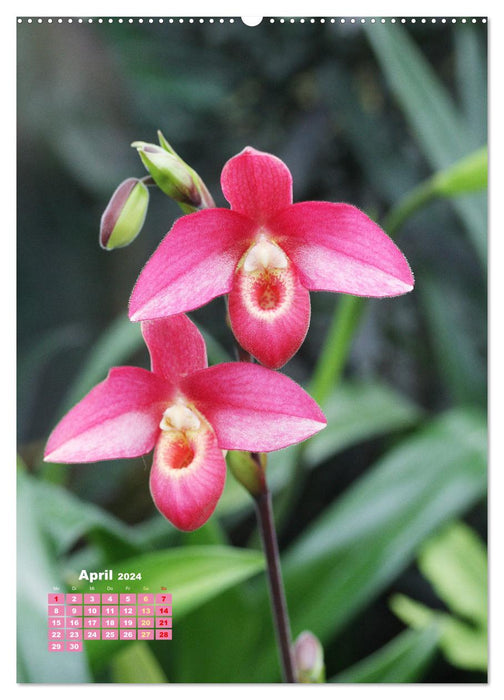 Orchideenschätze (CALVENDO Premium Wandkalender 2024)